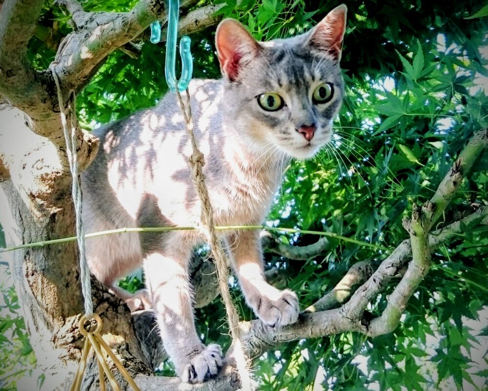 木登りするアビシニアン